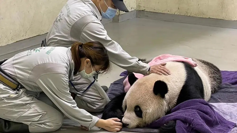 大熊猫“团团”已完成解剖,待病理报告完成后,园方将向公众说明
